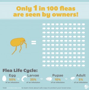 Natural flea protection