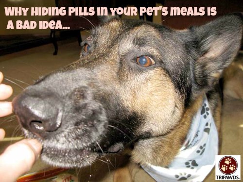 Tripawd, dog, cat, pills, pilling, medication, tips, hide, disguise, food