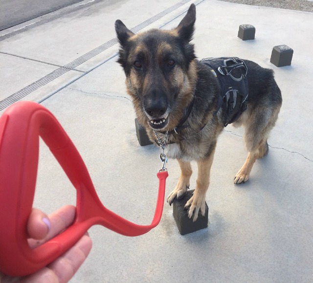 leash for Tripawd dogs