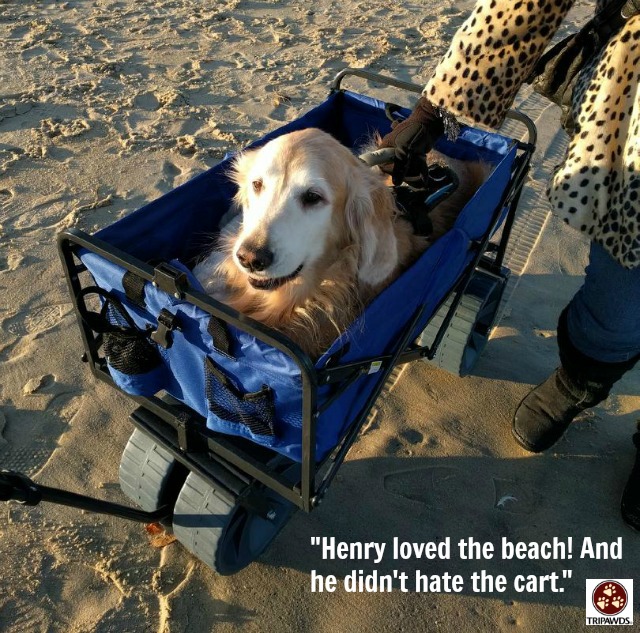 collapsible pet wagon